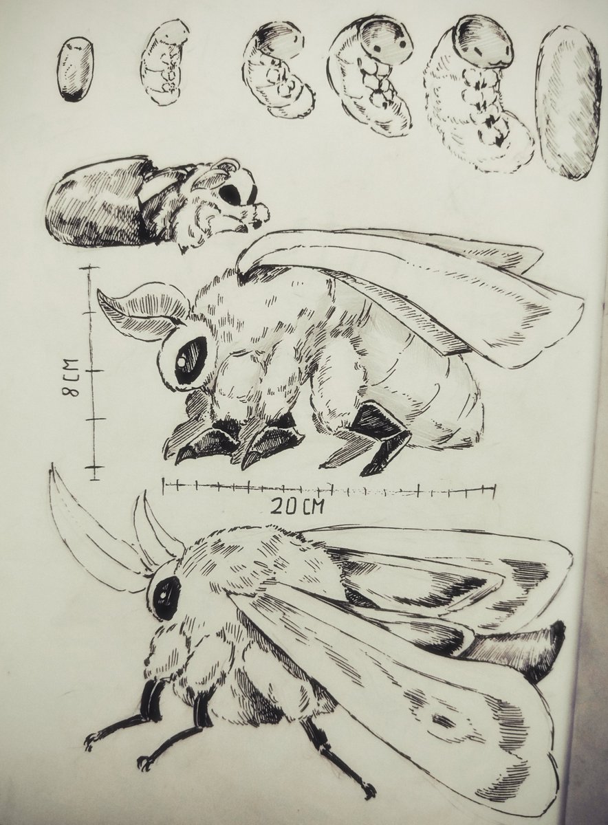 โ๐ผ๐ฃ๐๐๐ก๐คโ ๐๐ช๐ข๐๐ฃ๐๐ฉ๐ฉ๐ (@aluminetta) on Twitter photo #moth #moth