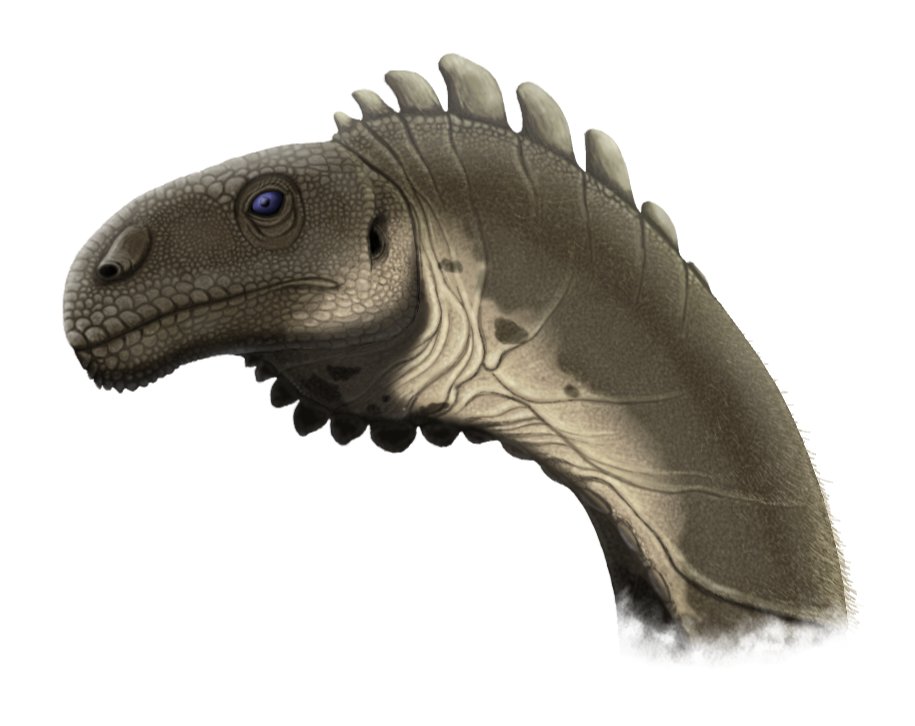 Hello there...

For my first post here on X here's an head portrait of the new sauropodomorph Wudingloong wui.

more stuff to come here...