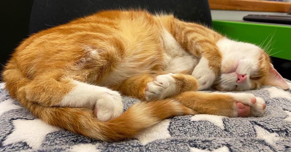 Night night sweet dreamies 

Self-love spreads. 
When you embrace it, you give others permission to do the same
Encourage others to see their own worth and to cherish themselves as well

#cats #cats #Cat #CatsOnTwitter #CatsOfTwitter