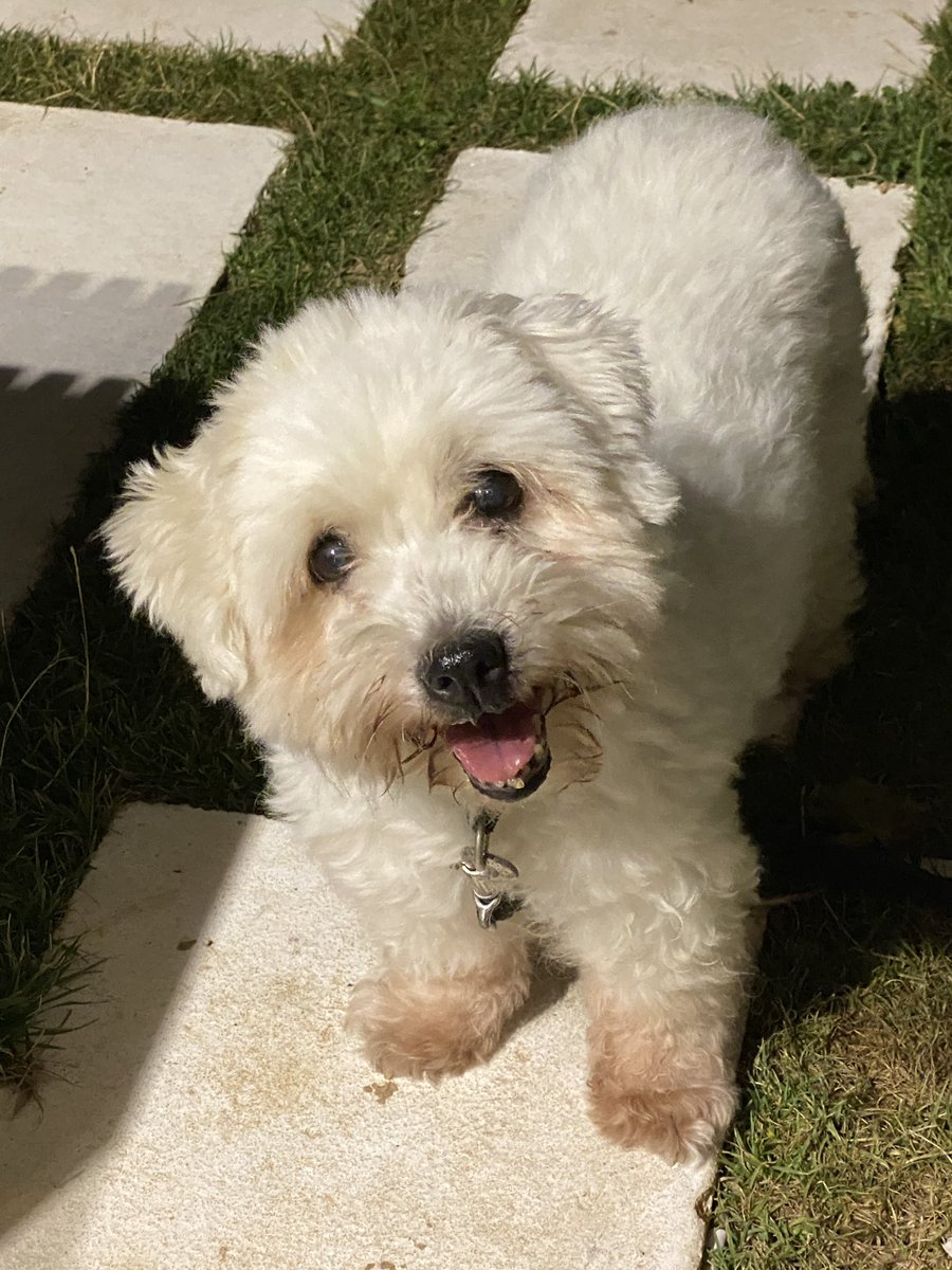 Timeline cleanse… Rosie looking fit and happy at 14 🥰