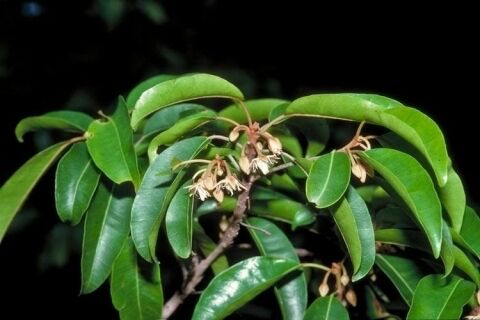 onesniffatatime's tweet image. 👩‍🔬 Ingredient Spotlight: #Bakul (Mimusops elengi)
Also called “Spanish cherry,” this rare flower oil is surfacing in niche releases for its creamy orange-blossom nuance and #aphrodisiac lore. Have you sniffed bakul yet? #FragranceNotes #RareIngredients