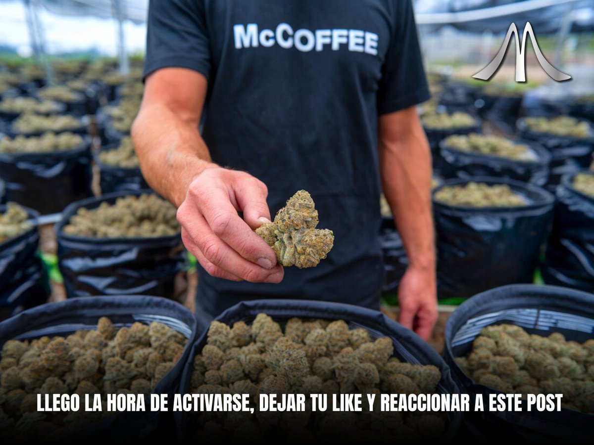 MC7104's tweet photo. Martes con M de McDinamica 🏆🌿
Mañana les vamos a soltar el sorteo especial de la semana pero queremos ver el apoyo a la familia Mc! Revienta el botón de likes y RT para hacer un gran sorteo para ustedes! 🫡🥦📦🔥
#McCoffee #Mexico #420community 
#420sorteo #Giveaway #WeedMx https://t.co/ofy0l5mRAu