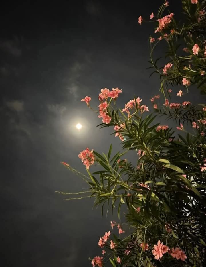 فطرت سکھاتی ہے کہ روشنی اور حسن ہمیشہ خاموشی میں کھلتے ہیں