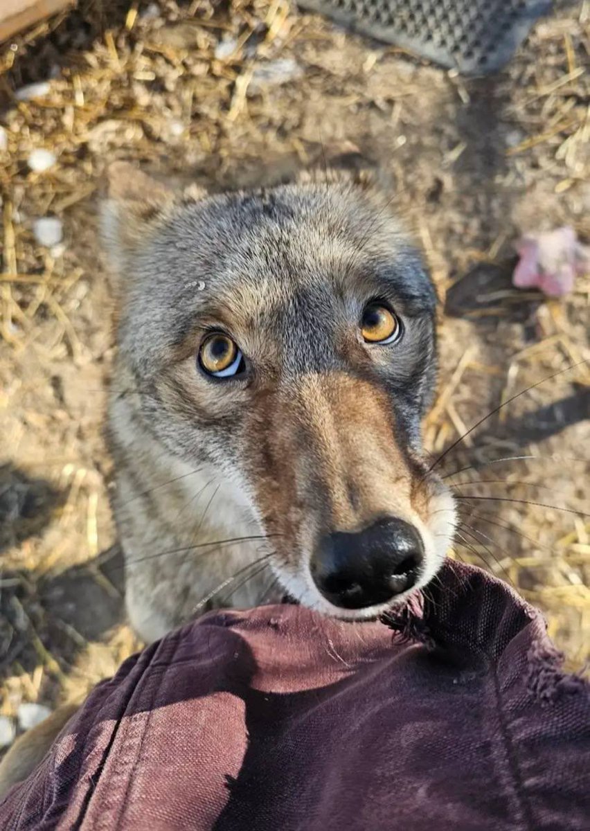 staring at you with my big autistic eyes