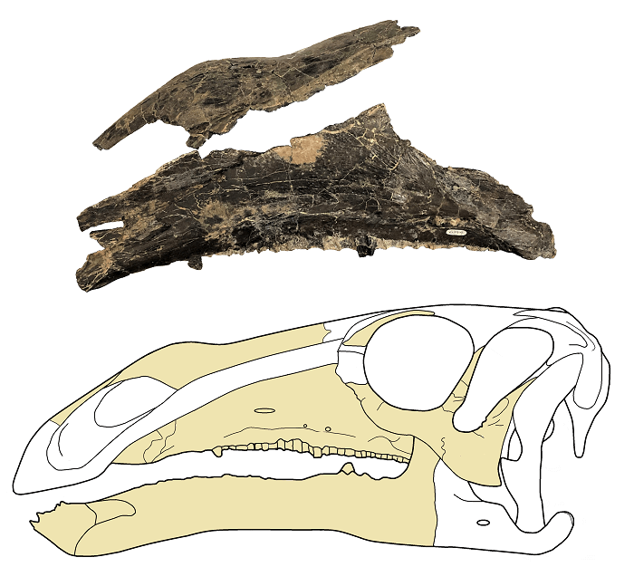 🦖 Daily Paleo 🦖; Brightstoneus simmondsi 

From Early Cretaceous Wessex Formation, England, "Simmonds' Brightstone" is a hadrosauriform known from a partial skeleton found alongside Neovenator's holotype. It had a distinctive bump on its snout, and a crest of tall back spines