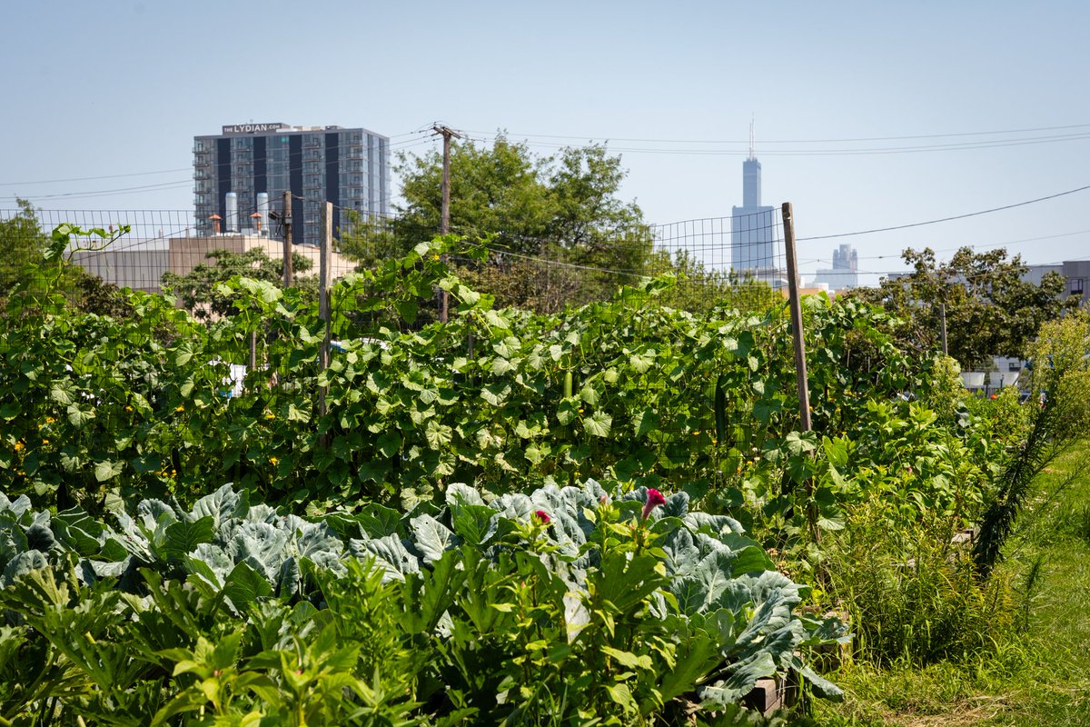 Illinois Medical District (@imdchicago) on Twitter photo Did you know the IMD has a farm that sells locally grown organic produce supporting a great cause? π₯ <a href="/UrbanAutismSol/">Urban Autism Solutions</a> Growing Solutions Farm stand is open until Oct 31 on Wednesdays from 10 a.m. - 2 p.m. and Fridays from 2 - 6 p.m. To learn more visit β‘οΈ urbanautismsolutions.com Did you know the IMD has a farm that sells locally grown organic produce supporting a great cause? π₯ <a href="/UrbanAutismSol/">Urban Autism Solutions</a> Growing Solutions Farm stand is open until Oct 31 on Wednesdays from 10 a.m. - 2 p.m. and Fridays from 2 - 6 p.m. To learn more visit β‘οΈ urbanautismsolutions.com
