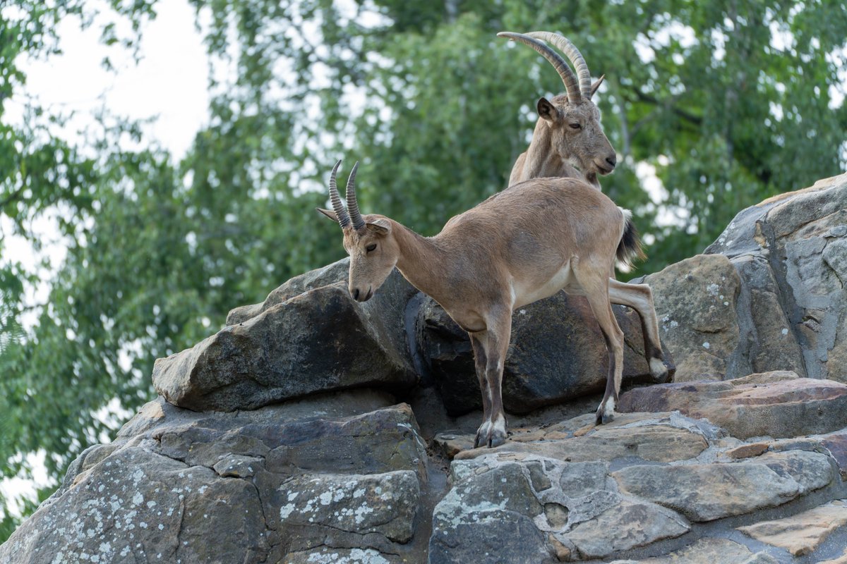 🔥 This is the heart of the #GoalAchieversSummit — like the mountain goat, we rise with steady steps, not leaps.

You don’t need an easy path—just the right footing.
Join us if you’re climbing higher with purpose. 🐐

 goalachieverssummit.com
#SteadyIsStrong #PurposeDriven