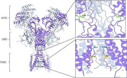 Rockefeller U. Press (@rockupress) on Twitter photo In <a href="/JGenPhysiol/">Journal of General Physiology</a>, Martínez-Lázaro et al. <a href="/ULL/">Universidad de La Laguna</a> show that two GRIN2B variants disrupt nanoscale coupling betwn NMDA receptors & BK channels, revealing nanodomain dysfunction as a potential mechanism contributing to GRIN2B-associated pathophysiology hubs.la/Q03Bp-lH0 In <a href="/JGenPhysiol/">Journal of General Physiology</a>, Martínez-Lázaro et al. <a href="/ULL/">Universidad de La Laguna</a> show that two GRIN2B variants disrupt nanoscale coupling betwn NMDA receptors & BK channels, revealing nanodomain dysfunction as a potential mechanism contributing to GRIN2B-associated pathophysiology hubs.la/Q03Bp-lH0