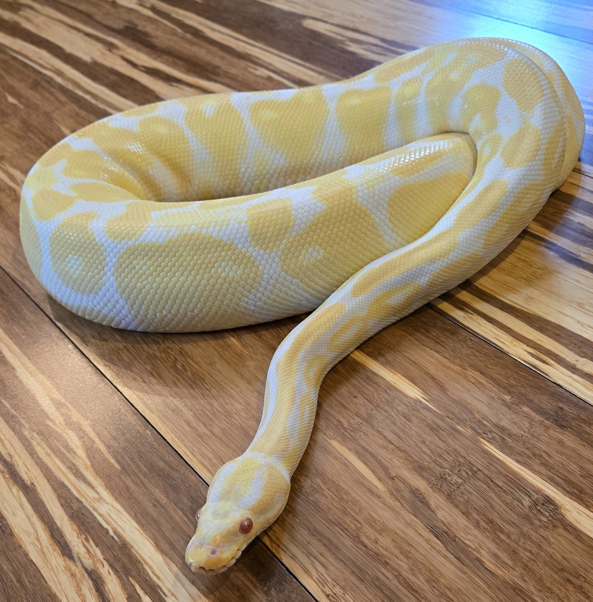 champpythons's tweet image. You will need sunglasses when we bring her around! The brightest and cleanest looking Albino Het Pied.