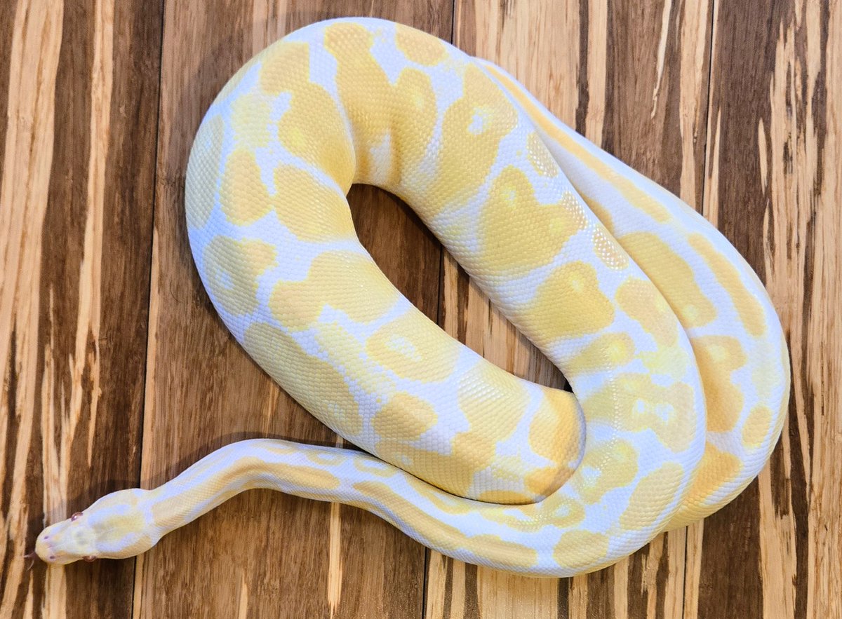champpythons's tweet image. You will need sunglasses when we bring her around! The brightest and cleanest looking Albino Het Pied.