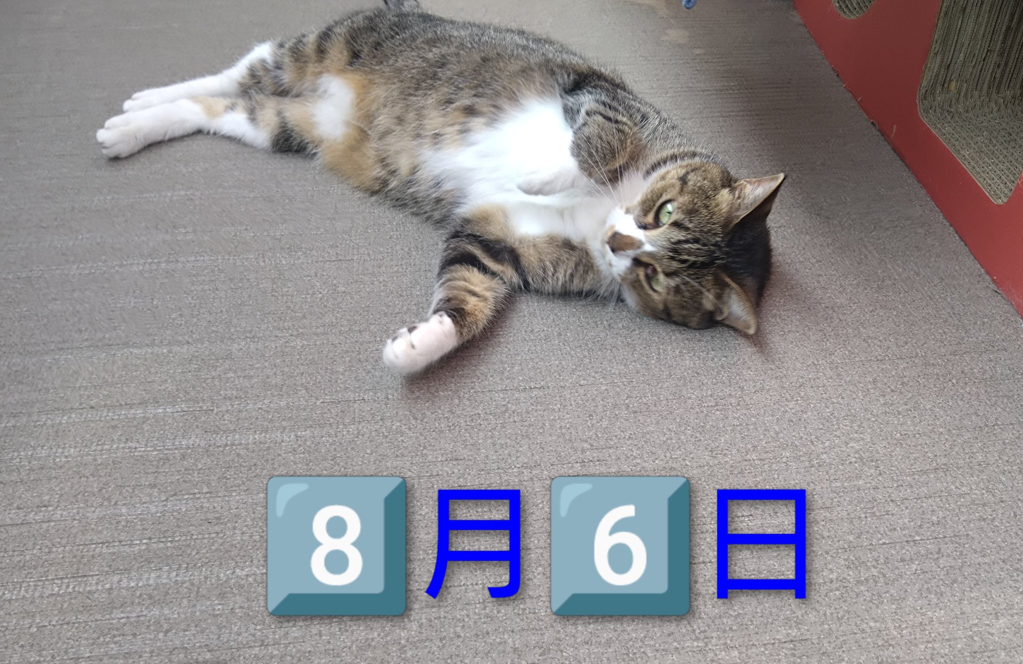 🐈ねこガンバ🐈 on X: 