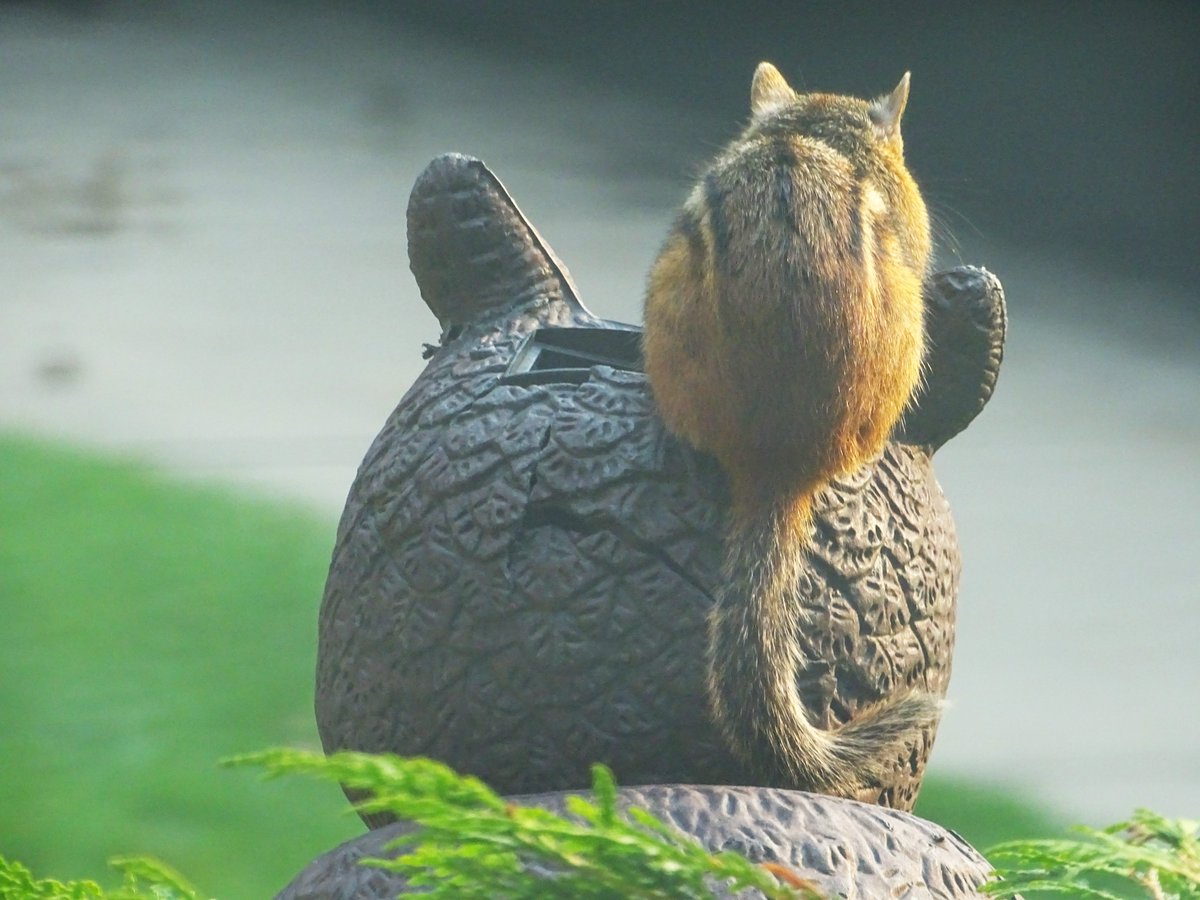 Sherman the Chip on owl's head