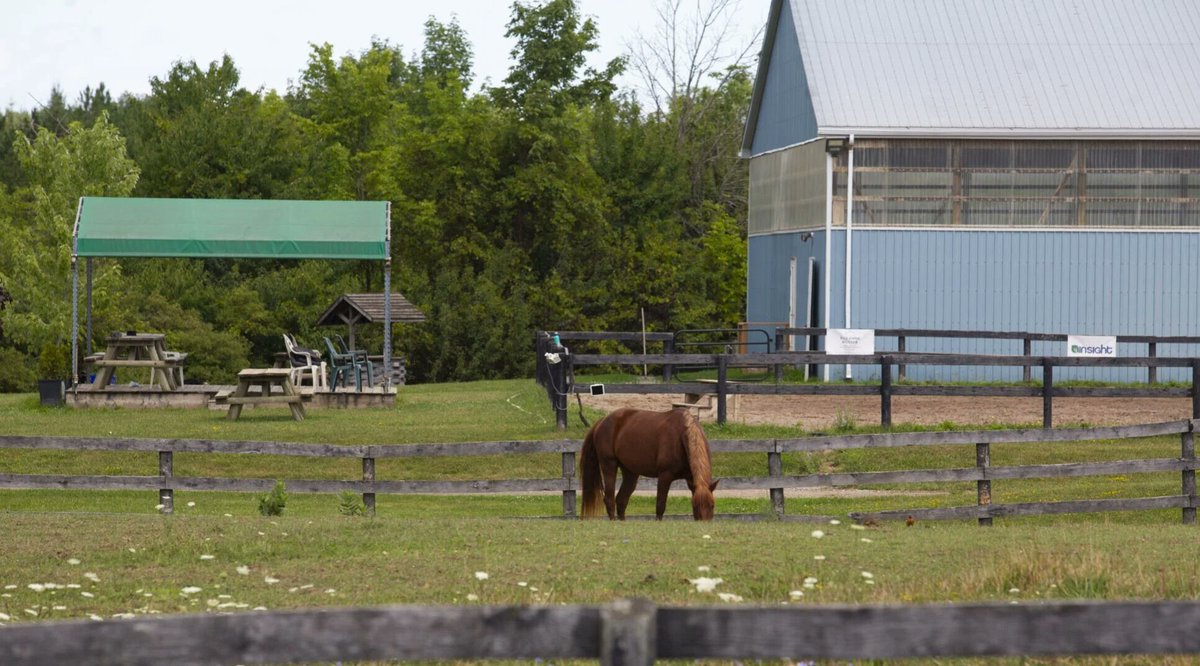 Fundraiser for horses injured in cruel Welland attack smashes goal wellandtribune.ca/news/niagara-r…