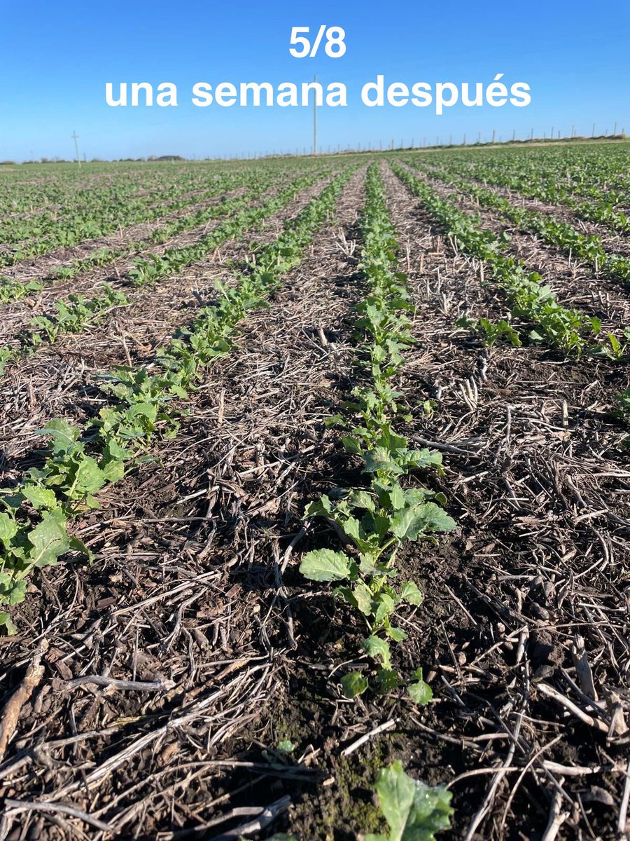 📍Dolores - Soriano
🌱 Colza tardía - siembra 10/6 con golpe de helada luego de nacer que limitó su desarrollo
🚩 30/7 Aplicación de #herbicida junto con #ACRECIO🇫🇷 1 lt/Há 
🚀🚀🚀
#Nutriavanza <a href="/agroterrauy/">agroterrauy</a> 🇺🇾