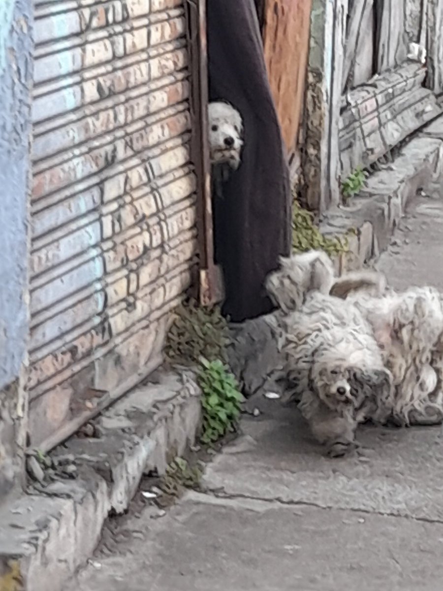 Vane (@vany2024) on Twitter photo <a href="/STGOSeLevanta/">SantiagoSeLevanta</a> <a href="/PerrosPlazaHuem/">Perras Tuiteras🐾 Barrio Franklin 🇨🇱🐶🐱</a> <a href="/carolinapinoc/">Caro 🌲 C.</a> <a href="/Sanfeliu/">Javo Sanfeliú</a> <a href="/tvmascotascl/">TVMascotas</a> <a href="/mestizos_cl/">Mestizos Magazine</a> <a href="/BFranklinHuemul/">Barrio Franklin - Huemul</a> <a href="/DiaztabitaE/">tabita diaz</a> <a href="/Muni_Stgo/">Santiago</a> <a href="/biobio/">BioBioChile</a> <a href="/Cooperativa/">Cooperativa</a> Estos perritos están en un local tomado por indigentes en Nataniel con Av mattay están tienen heridas y están desnutridos, tienen miedo de la gente, esa foto la tome ayer y hoy estaban adentro amarrados porque ladraban, necesitan ayuda urgente!! Más detalles por DM <a href="/STGOSeLevanta/">SantiagoSeLevanta</a> <a href="/PerrosPlazaHuem/">Perras Tuiteras🐾 Barrio Franklin 🇨🇱🐶🐱</a> <a href="/carolinapinoc/">Caro 🌲 C.</a> <a href="/Sanfeliu/">Javo Sanfeliú</a> <a href="/tvmascotascl/">TVMascotas</a> <a href="/mestizos_cl/">Mestizos Magazine</a> <a href="/BFranklinHuemul/">Barrio Franklin - Huemul</a> <a href="/DiaztabitaE/">tabita diaz</a> <a href="/Muni_Stgo/">Santiago</a> <a href="/biobio/">BioBioChile</a> <a href="/Cooperativa/">Cooperativa</a> Estos perritos están en un local tomado por indigentes en Nataniel con Av mattay están tienen heridas y están desnutridos, tienen miedo de la gente, esa foto la tome ayer y hoy estaban adentro amarrados porque ladraban, necesitan ayuda urgente!! Más detalles por DM