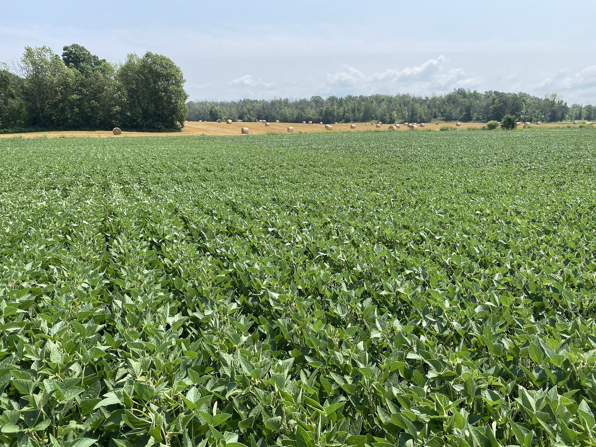 High yield count in our northern Yield Hero plot. Just need some rain to help fill these pods out!  #YieldHeroEast <a href="/PioneerseedsCA/">Pioneer Seeds Canada</a> <a href="/Loverleafarm/">Steve Lovering</a>