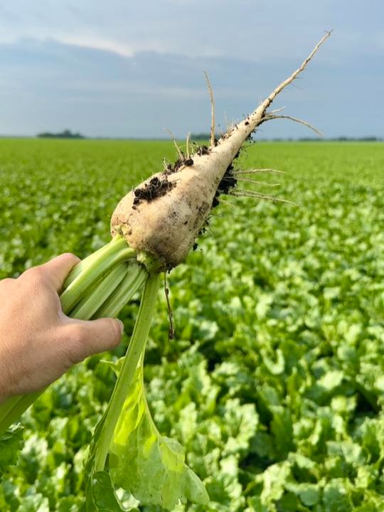 Beets are growing, fields are humming, and crews are putting in the work. 🌱 Hard to believe that in just a few short weeks we’ll be gearing up for harvest!

How’s your field looking? Reply or tag us in your photos!

📸 Julie Helm