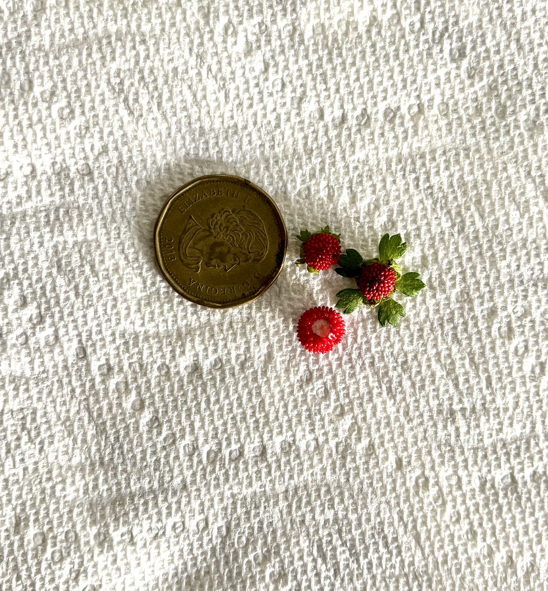 So excited to see wild strawberries in my yard. Collected my tiny harvest, very gently rinsed them but oh did they taste horrible. Not at all sweet like the berries that grow at the cottage. Next year the critters get them. What grows in your yard?
#tuesdaythoughts #harvest