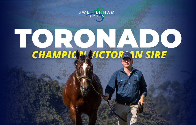 TTR AusNZ (@ttrausnz) on Twitter photo 🟡 TORONADO 🟡
👑 Champion Victorian sire!
<a href="/SwettenhamStud/">Swettenham Stud</a>
swettenham.com.au/swettenham-sta… 🟡 TORONADO 🟡
👑 Champion Victorian sire!
<a href="/SwettenhamStud/">Swettenham Stud</a>
swettenham.com.au/swettenham-sta…