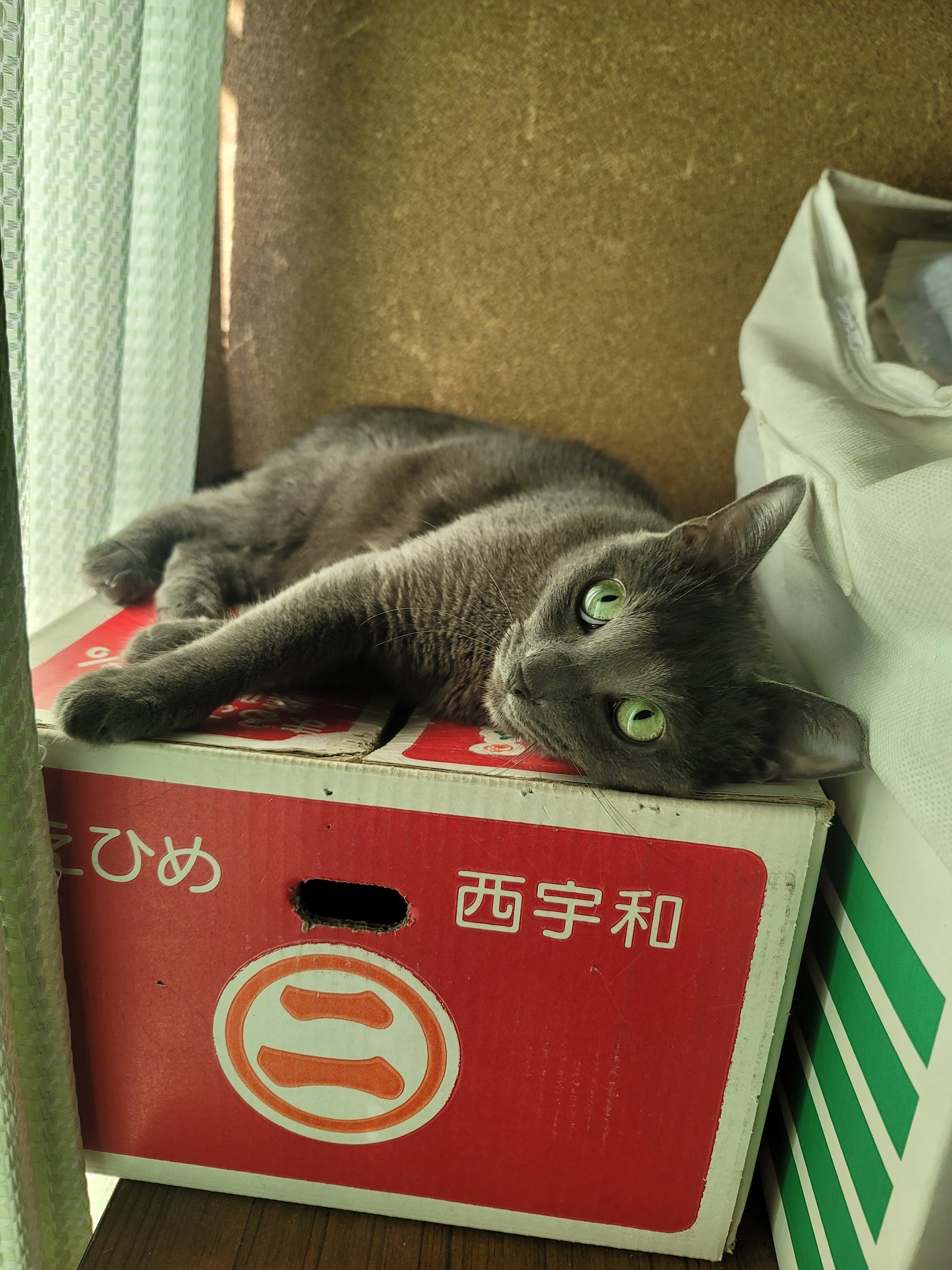 狸貓 信on X: 