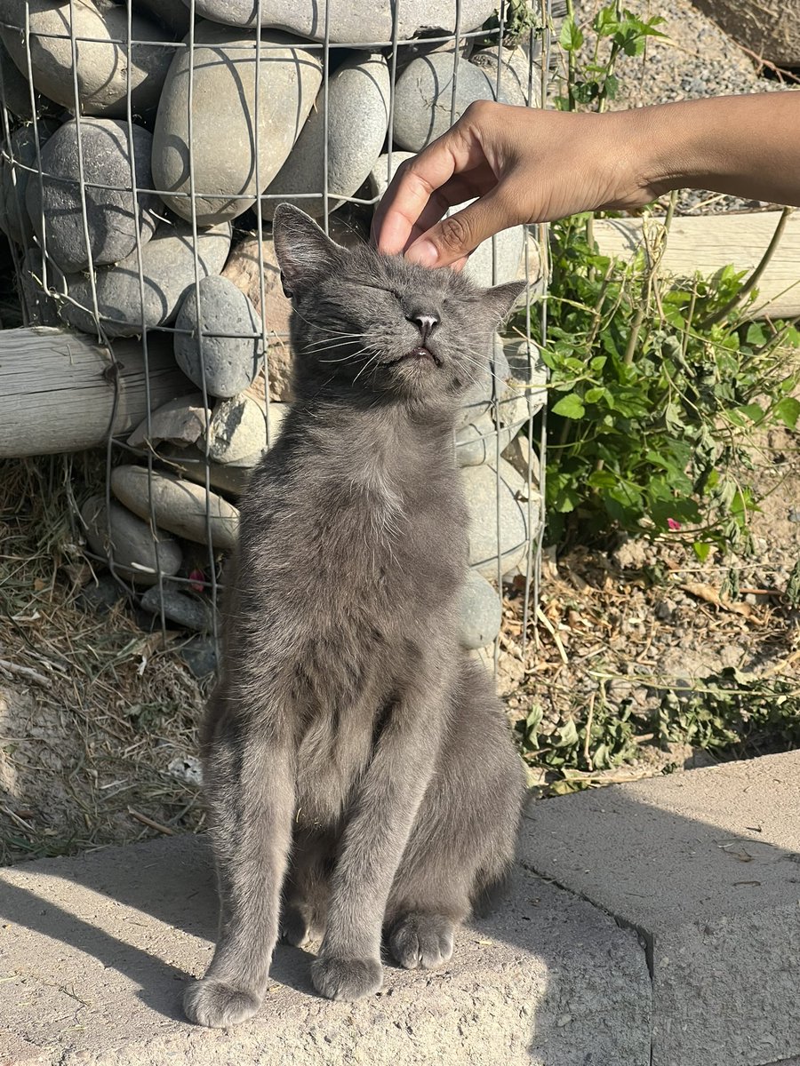 SarcasmIsOrgasm's tweet image. Stumbled upon this cute boy today 🥹 
What made your day today?