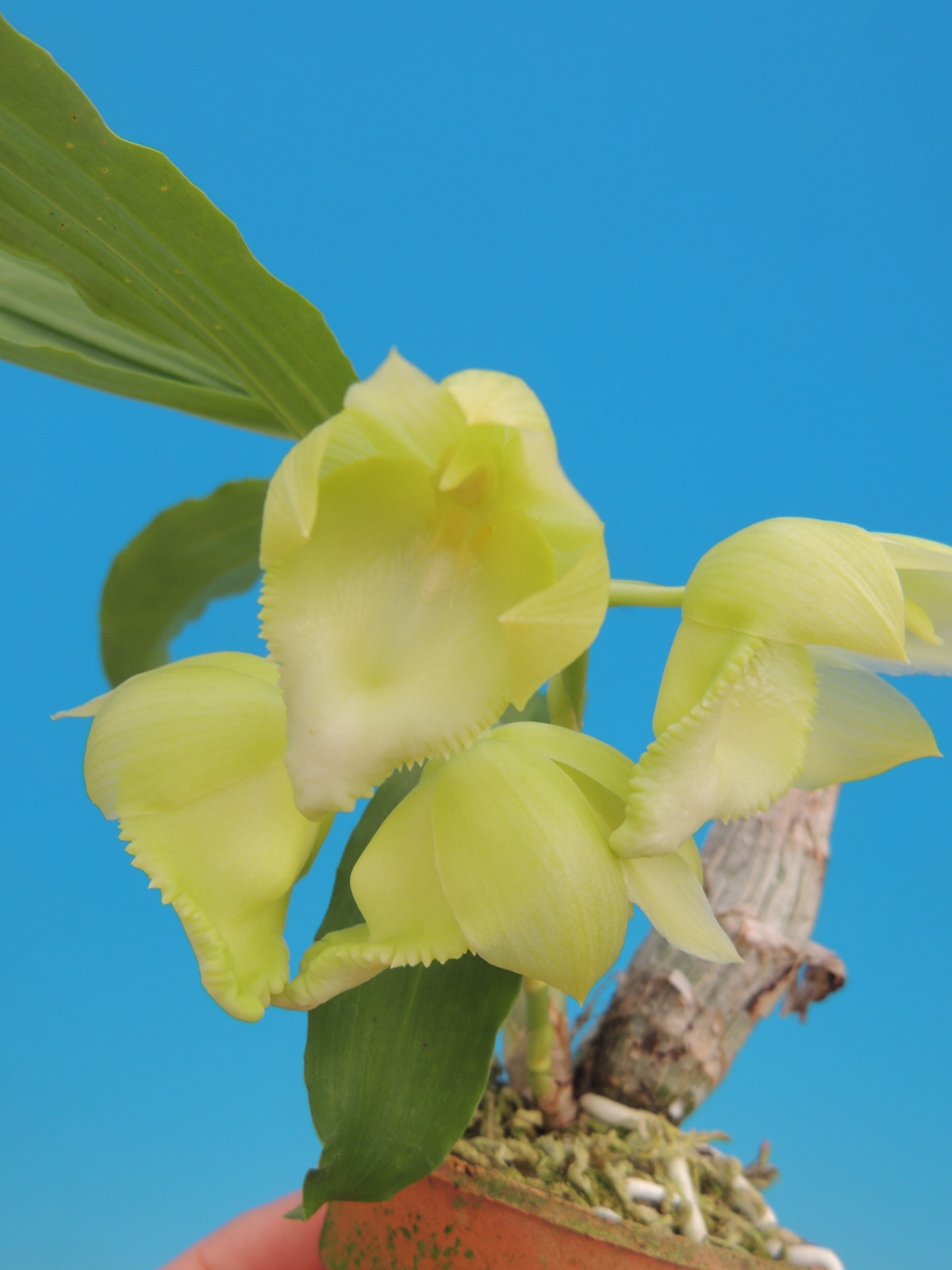 希望の花 C. Hawaiian Wedding Song 'Orchid Center' - カトレアの部屋