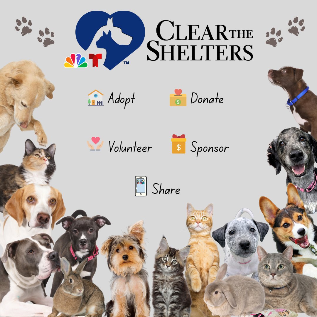 OPERATION: EMPTY THE KENNELS!
Alright ya’ll, it’s go time! Clear the Shelters is here and Siouxland – you better be ready to shine!
This nationwide event puts a big, beautiful spotlight on adoptable pets who are patiently waiting for their moment. Please stop in today!