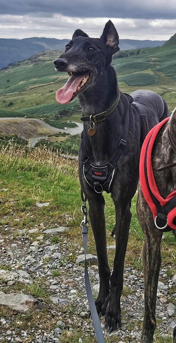 Rosie Doc (@rosiedoc666) on Twitter photo Lost tall male black #greyhound white on chest/greying muzzle (Rebel)
Midge Copse, Aldbourne Road, #Baydon, #Marlborough, #Wiltshire, #SN8
04/08/25
Chipped/tattooed
friendly and good with other dogs and children
doglost.co.uk/dog/199447
<a href="/MarlboroughHwys/">Marlborough Highways</a> <a href="/baydonflyers/">Baydon Flyers</a> <a href="/RachaelB100/">Rachael</a> Lost tall male black #greyhound white on chest/greying muzzle (Rebel)
Midge Copse, Aldbourne Road, #Baydon, #Marlborough, #Wiltshire, #SN8
04/08/25
Chipped/tattooed
friendly and good with other dogs and children
doglost.co.uk/dog/199447
<a href="/MarlboroughHwys/">Marlborough Highways</a> <a href="/baydonflyers/">Baydon Flyers</a> <a href="/RachaelB100/">Rachael</a>