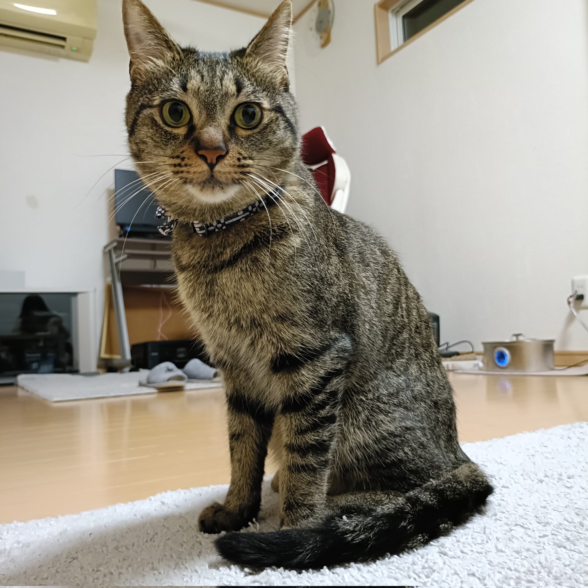 ☆きぬ猫ページ☆ MYZOO マイズー 宇宙船GAMMA (オーク) 壁付けタイプ猫用ベッド