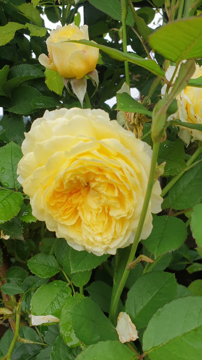 Lets have a recent #RoseWednesday picture taken at Ma's garden 💛