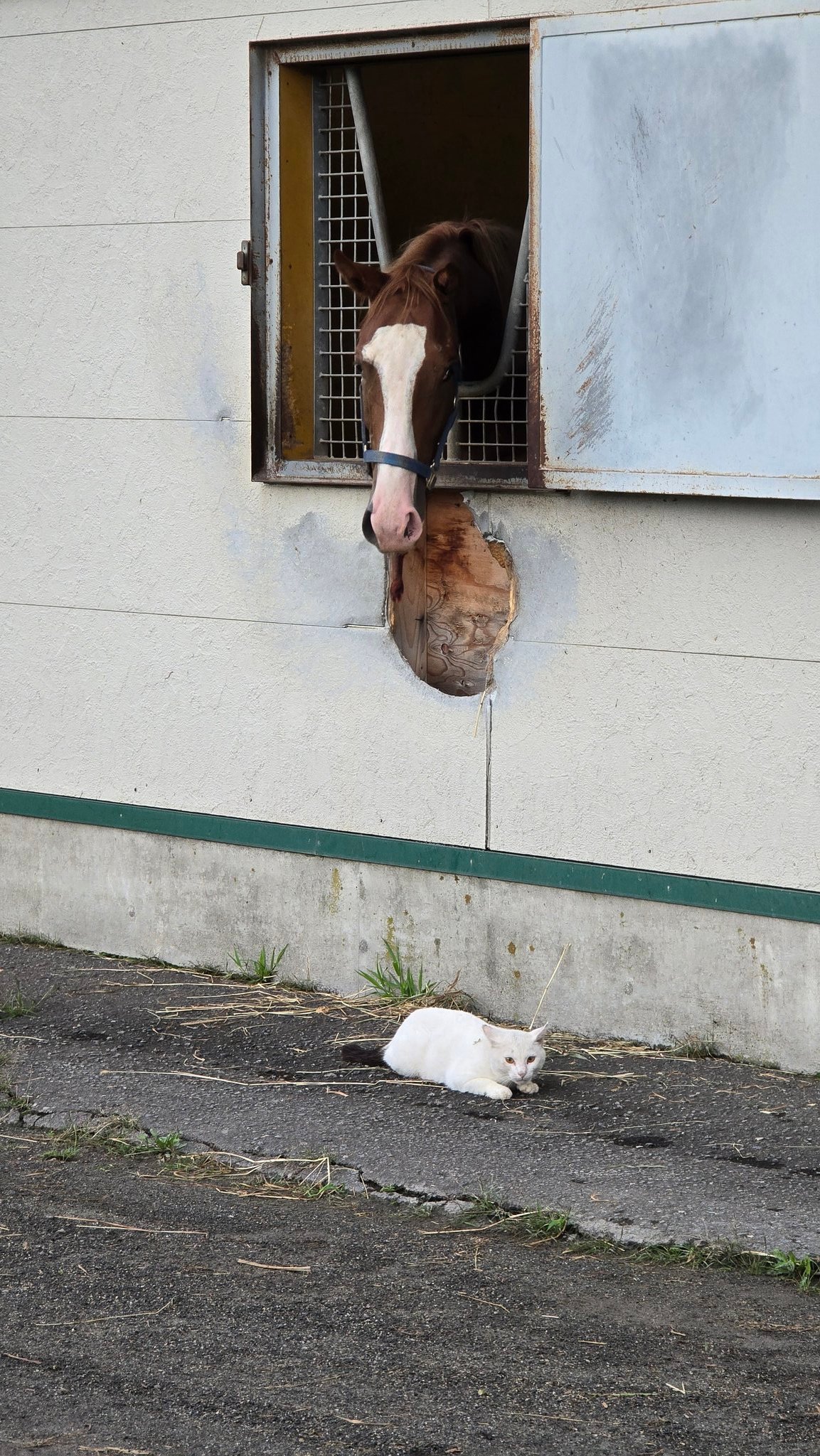 会馬公式 舞夢🐎🎀 (@shelliemaxxna) / X