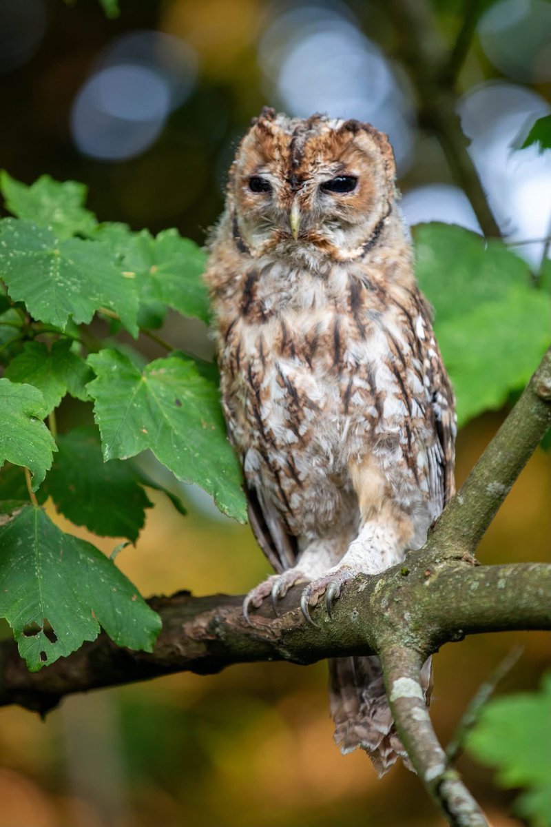 Baby owl in the tree this evening at Salisbury Crematorium 🦉🤎 

<a href="/journalupdate/">Salisbury Journal</a>