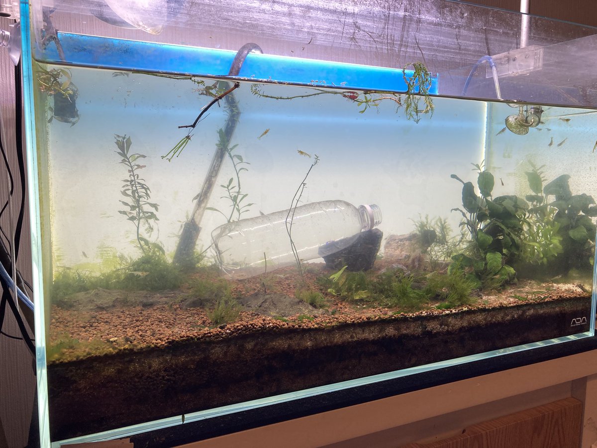 📸まるで川に捨てられたPETボトル⁉️

レイアウトリセット中にエビさん達を集めようと、餌を仕込んだPETボトルを水槽に沈めてたら、なんだかリアルな川に見えてきた🤣