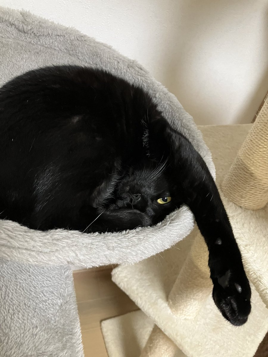おはようございます🐾🐾
寝て…にゃいよ(◦ˉ ˘ ˉ◦)ﾌﾌﾌ
 #ねこ #猫好きさんと繋がりたい
 #保護猫 #黒猫 #ねこかわいいね