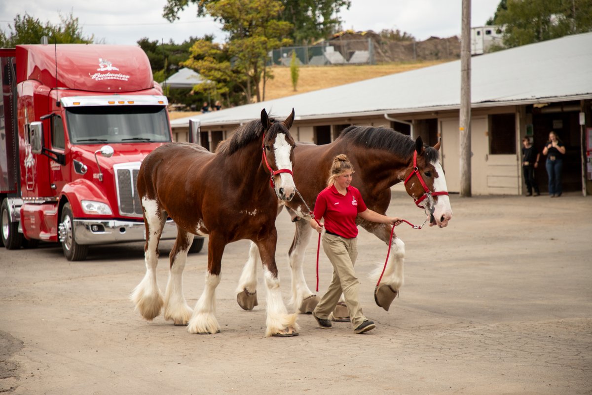 MEDIA ADVISORY_ TODAY AT CLARK COUNTY FAIR: THE BELOVED BUDWEISER CLYDESDALES HAVE ARRIVED! (PHOTO)

FOR IMMEDIATE RELEASE– August 5, 2025

&amp;nbsp;

Media contact:

Dianne Danowski Smith: Clark County Fa

More Info: flashalert.net/id/PublixNorth…