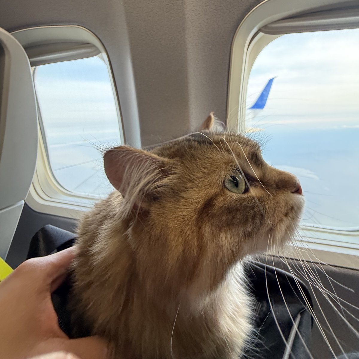 Got downgraded on my flight to NYC this morning and everyone in 1st class was sitting sadly all by themselves, without a cat.

I looked back into the rest of the plane - everyone was happily petting a cat.

Was just a very interesting observation.