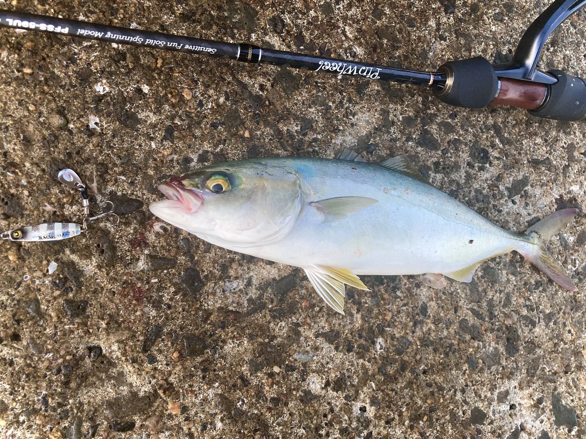 のさば 釣れない猫 on X