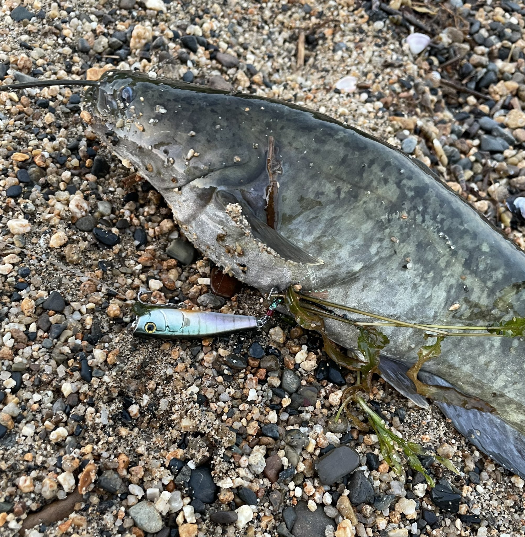 エムワイズ (@myslures) / X