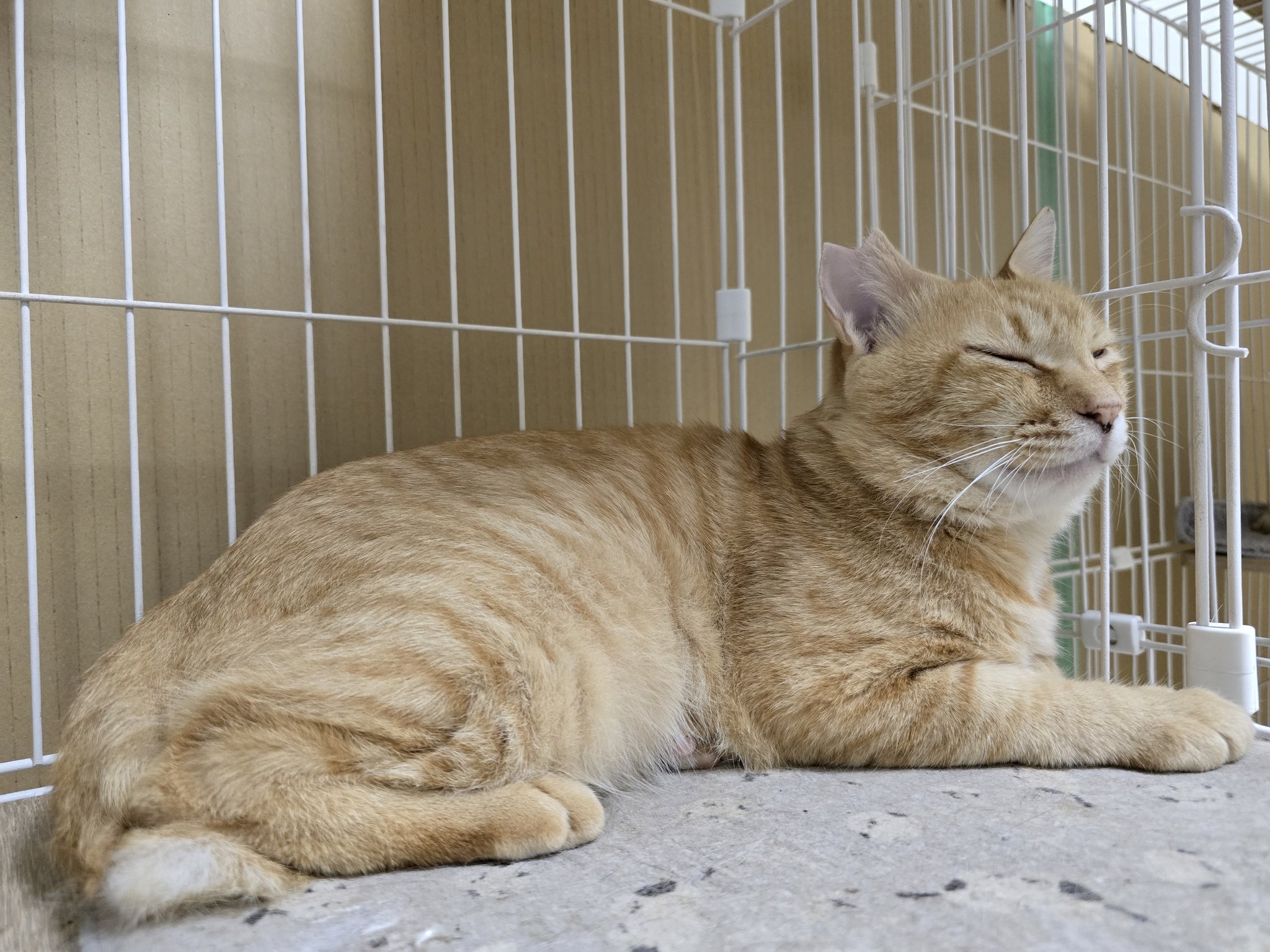 トラ猫　(D) ねこのぶーちゃんトラちゃんといっしょペンケース/高橋きの