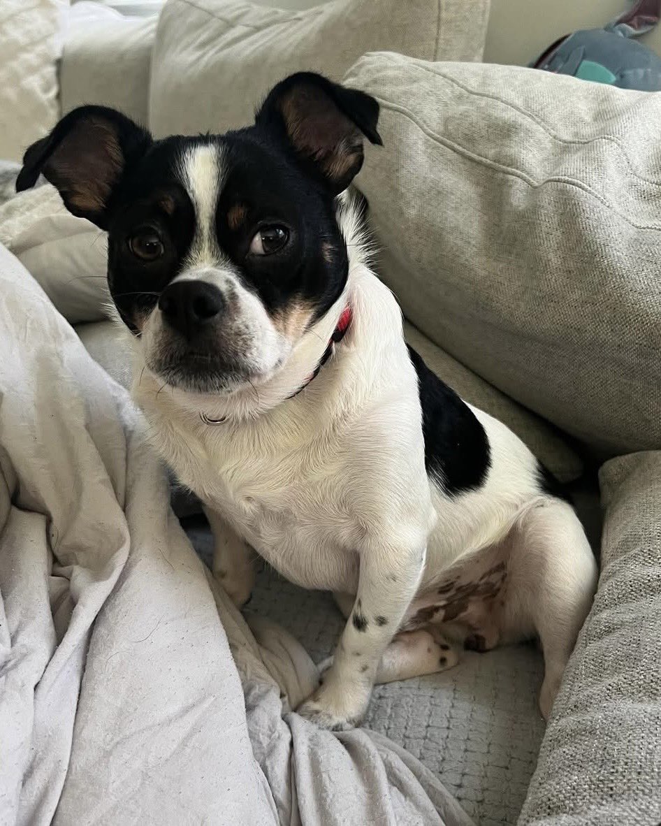 WeRateDogs tweet media