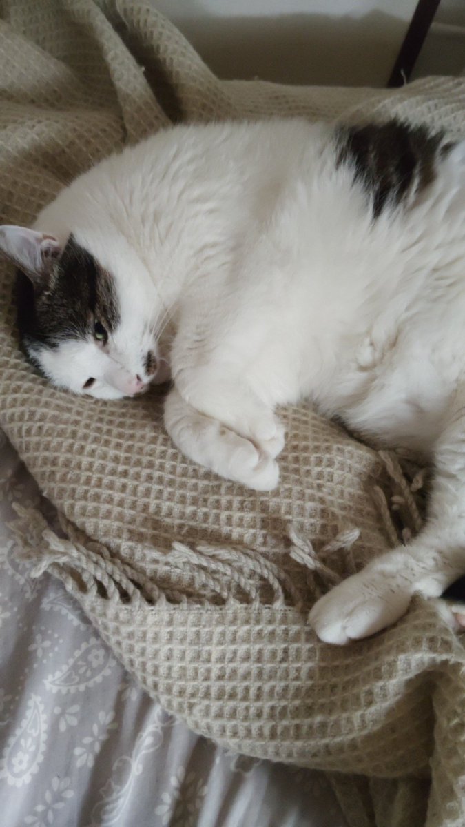 おはようございます😊
暑い日が続きますね
無理せず行きましょう!
#保護猫