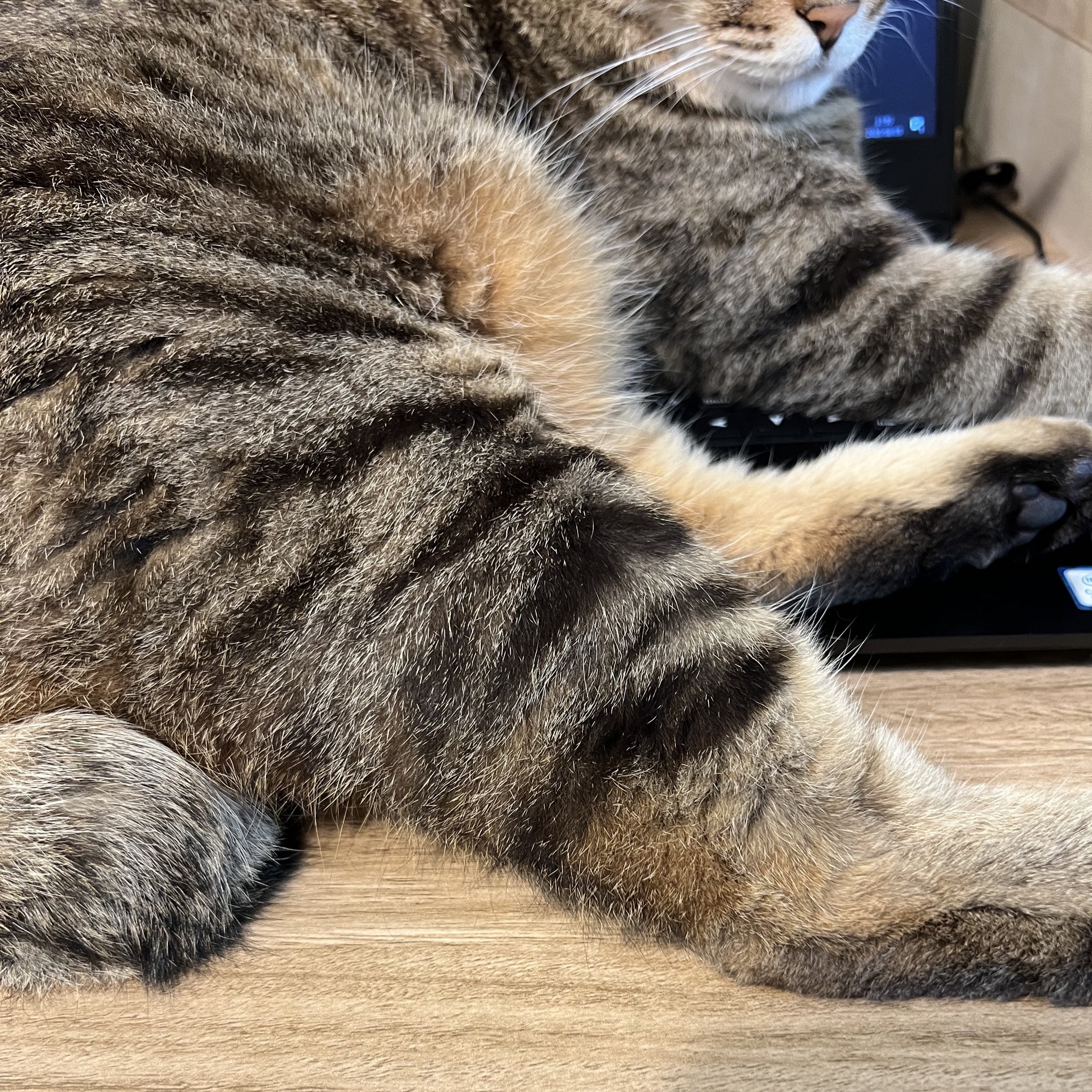 出しすぎちゃった猫 A former stray cat goes on a late-night sprint on a cat