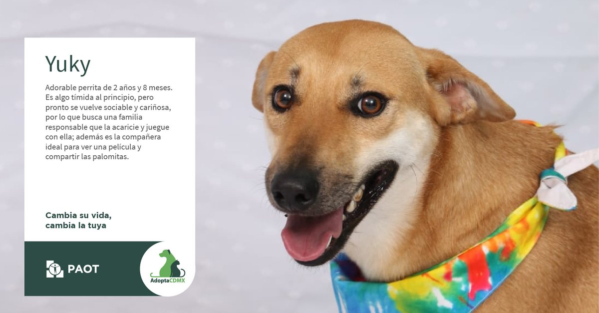 AdoptaCDMX (@adoptacdmx) on Twitter photo Mi nombre es Yuky. Adoro los días de películas🎞️ y comer palomitas, me gustan mucho las caricias y ser la única niña consentida de la casa.🏡
¿Me adoptas para ser una familia de película y sonreírle siempre a la vida?❤️
Datos de adopción👇
📞5514218960
📧laadopteria@gmail.com Mi nombre es Yuky. Adoro los días de películas🎞️ y comer palomitas, me gustan mucho las caricias y ser la única niña consentida de la casa.🏡
¿Me adoptas para ser una familia de película y sonreírle siempre a la vida?❤️
Datos de adopción👇
📞5514218960
📧laadopteria@gmail.com