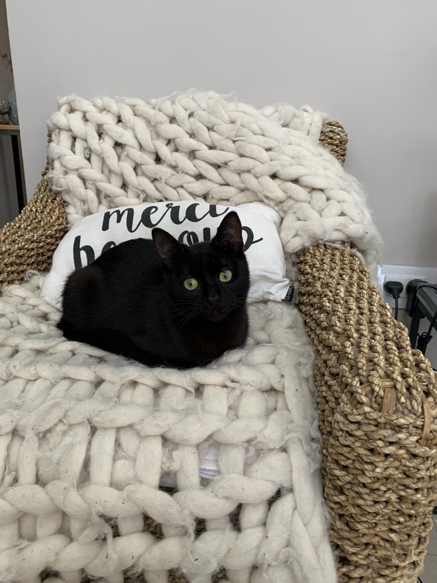 Yo nunca voy a delatar dónde está la droga, los perros son todos buchones. 🐈‍⬛