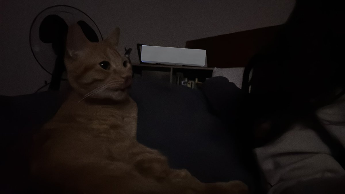 ⠀ ⠀ ⠀ ⠀ 𓃺ֹ︭⠀.⠀  *  ⏝#︭𝚅𝙴̲𝚈𝚁𝙰.⠀ my cat just combed my hair w his toes while cleanin his leg ??? i feel like ariel w her fork