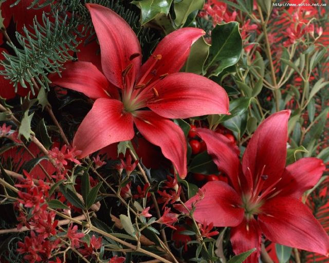 Роза Ракитина tweet media