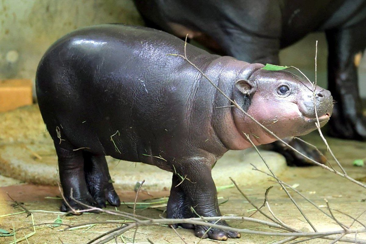CygnusCoin's tweet photo. @HTXCommunity Gm HTX from this little cute Pygmy hippo from Japan named Kobushi 🇯🇵🍀🗾🦛🚀

Ca 0xd86830e9c56785E2b703EB0029aE71a943e4D442

#Kobushi #UenoZoo #PygmyHippo #コブシ　#上野動物園　#コビトカバ https://t.co/yrWUKsL9Qj