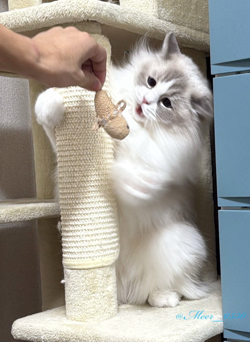 全力で遊んでる顔ほんとかわいい💕

#ねこかわいいね #ラグドール