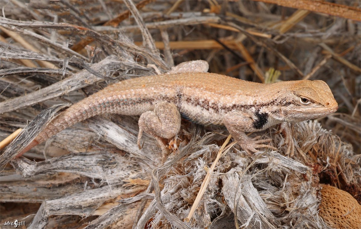 A couple of months ago I spent a long day in search of the lesser known, and rarely encountered, Dunes Sagebrush Lizard (Sceloporus arenicolus) with an old friend in the Permian Basin.  After hours of hiking in the dunes they call home, we found this male in a shrub near the car.
