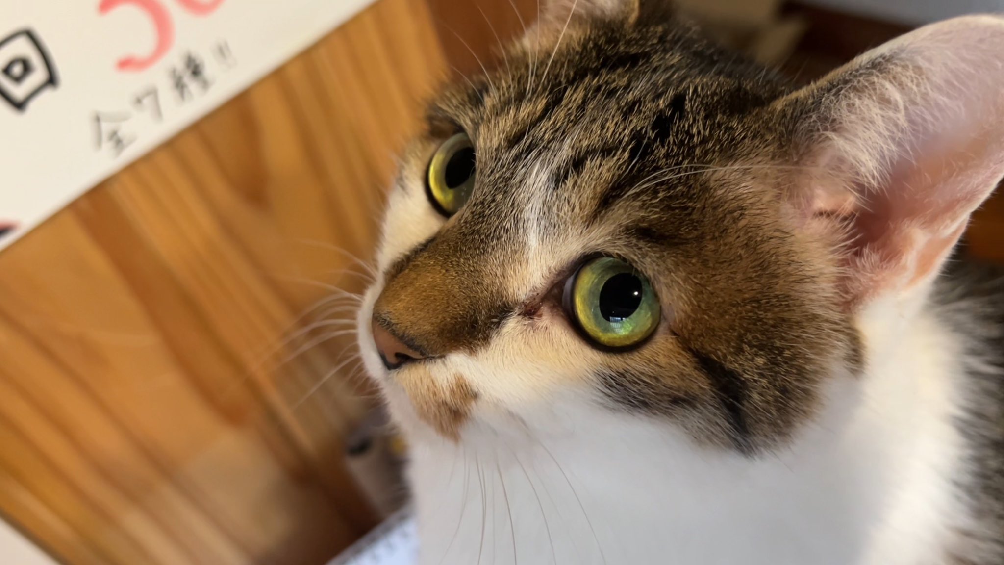 アンティーク大きな瞳や長いヒゲ、まつ毛が美しく、大きなリボンも可愛い招き猫 アンティーク大きな瞳や長いヒゲ、まつ毛が美しく、大きなリボン